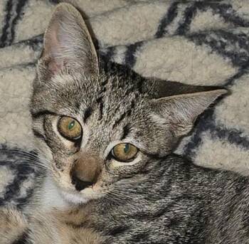 Rescue Tabby and Domestic Short Hair Cats for Adoption in North Highlands, California - MouseE | PetCurious