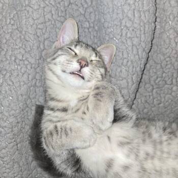 Rescue Tabby Cats for Adoption in Midland, Michigan - Paul | PetCurious