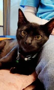 Domestic Short Hair Cats Available for Adoption - Oscar | PetCurious