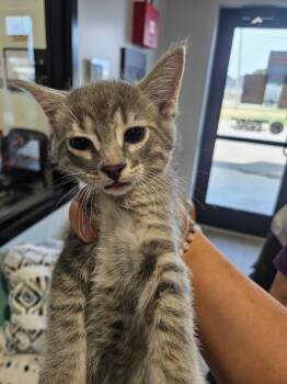 Rescue Domestic Short Hair Cats for Adoption in Republic, Missouri - Window | PetCurious