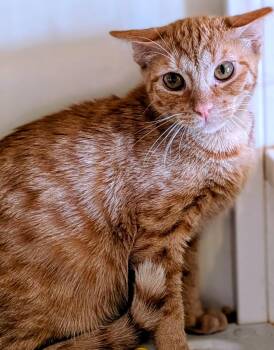 Allie -  Domestic Short Hair Cat for Adoption in St. Augustine, Florida - Allie | PetCurious