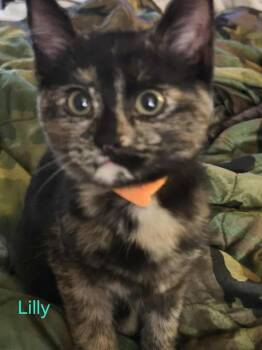 Domestic Short Hair Cats Available for Adoption - Lilly Shipman (orange Collar) | PetCurious