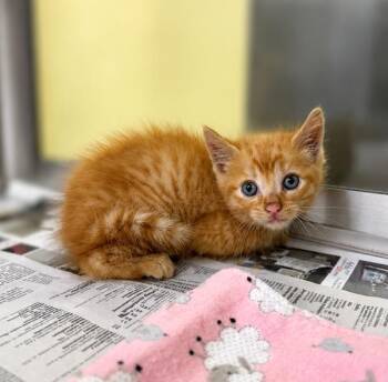 Domestic Short Hair Cats Available for Adoption in Lafayette, Louisiana - Cheddar | PetCurious