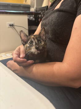 Rescue Domestic Short Hair Cats for Adoption in Camden, South Carolina - Bossanova (Available For Pre-adoption) | PetCurious