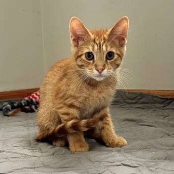 Rescue Domestic Short Hair Cats for Adoption in Wheaton, Illinois - Watergate (Bashful Buddy) | PetCurious