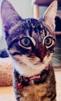 Houdini - Bold & Beautiful -  Tabby and Domestic Short Hair Cat for Adoption in San Luis Obispo, California - Houdini - Bold & Beautiful | PetCurious