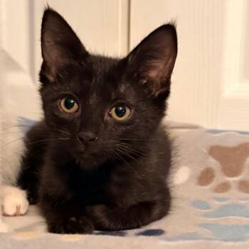 Berlioz -  Domestic Short Hair Cat for Adoption in Normal, Illinois - Berlioz | PetCurious