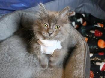 EDMOND -  Domestic Long Hair Cat for Adoption in Colorado Springs, Colorado - EDMOND | PetCurious