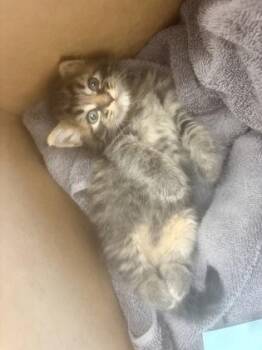 Lamb -  Domestic Medium Hair and Domestic Short Hair Cat for Adoption in Chamblee, Georgia - Lamb | PetCurious