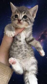 Rescue Domestic Short Hair and Tabby Cats for Adoption in Greensboro, North Carolina - Leia | PetCurious