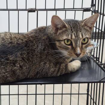 Cantaloupe -  Domestic Short Hair Cat for Adoption in Hattiesburg, Mississippi - Cantaloupe | PetCurious