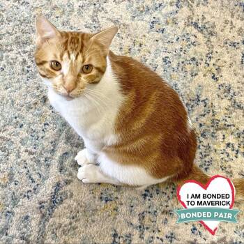 Domestic Long Hair Cats Available for Adoption - Leo | PetCurious