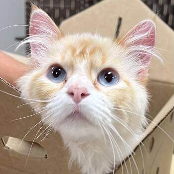 Sorbet-C -  Domestic Long Hair Cat for Adoption in East St. Louis, Illinois - Sorbet-C | PetCurious