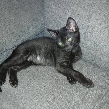 Raven -  Domestic Short Hair Cat for Adoption in Bentonville, Arkansas - Raven | PetCurious