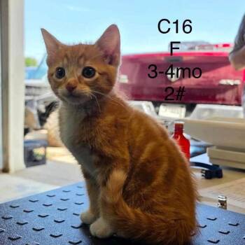 Torch -  Domestic Short Hair Cat for Adoption in Buffalo, Minnesota - Torch | PetCurious