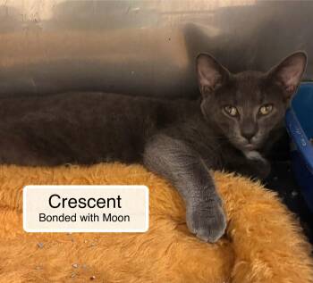 Crescent bonded with Moon -  Domestic Short Hair Cat for Adoption in Ellicott City, Maryland - Crescent Bonded With Moon | PetCurious