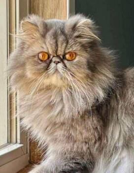 Jolene -  Persian Cat for Adoption in Chicago, Illinois - Jolene | PetCurious
