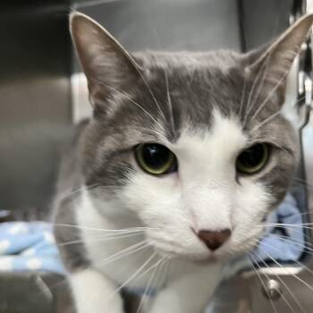 Domestic Short Hair Cats Available for Adoption in Chattanooga, Tennessee - Gary | PetCurious