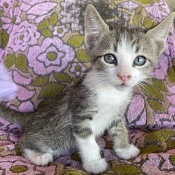 Domestic Short Hair Cats Available for Adoption in Tucson, Arizona - Zion | PetCurious