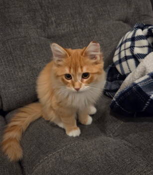 Rescue Domestic Long Hair Cats for Adoption in Traverse City, Michigan - Elmer | PetCurious