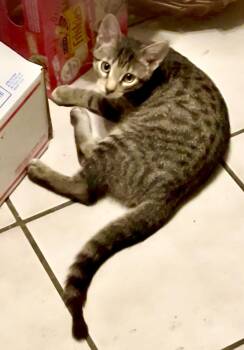 Arvee -  Domestic Short Hair and Bengal Cat for Adoption in Crown Point, Indiana - Arvee | PetCurious