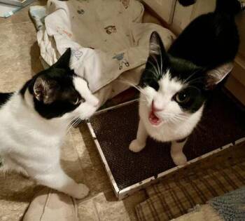 Spritz -  Domestic Short Hair Cat for Adoption in Tampa, Florida - Spritz | PetCurious
