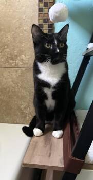 Pugsley Addams -  Domestic Short Hair Cat for Adoption in Chandler, Arizona - Pugsley Addams | PetCurious