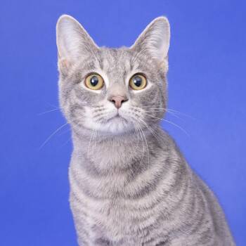 Domestic Short Hair Cats Available for Adoption - Jeremiah | PetCurious