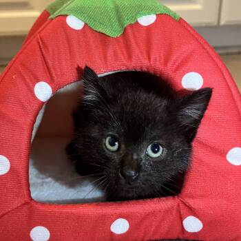 Donavon -  Domestic Short Hair Cat Available for Adoption in Santa Ana, California - Donavon | PetCurious