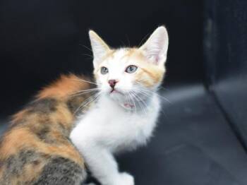Cabernet -  Domestic Short Hair Cat for Adoption in Portland, Oregon - Cabernet | PetCurious