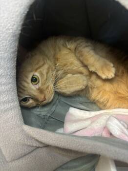 Domestic Short Hair Cats Available for Adoption - DaVinci  | PetCurious