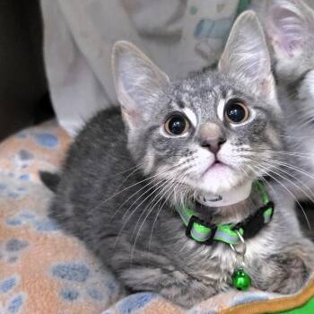 Purkins (Green) -  Domestic Short Hair Cat for Adoption in Michigan City, Indiana - Purkins (Green) | PetCurious