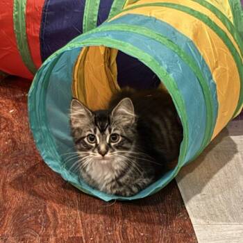 Felicia -  Domestic Long Hair Cat for Adoption in Kenosha, Wisconsin - Felicia | PetCurious