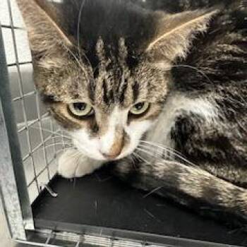 Domestic Short Hair Cats Available for Adoption in Kanab, Utah - Georgie | PetCurious