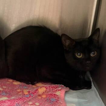 Beautiful girl -  Domestic Medium Hair Cat for Adoption in Winston-salem, North Carolina - Beautiful Girl | PetCurious