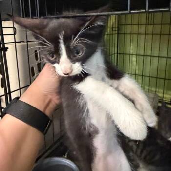 1599-C26 -  Domestic Short Hair Cat for Adoption in Port Charlotte, Florida - 1599-C26 | PetCurious