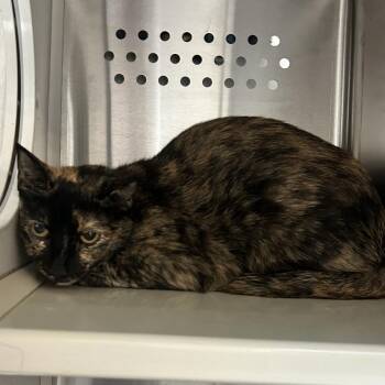Starling AR -  Domestic Short Hair Cat for Adoption in Denver, Colorado - Starling AR | PetCurious