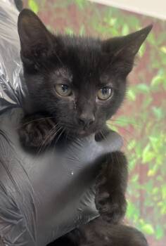 Rescue Domestic Short Hair Cats for Adoption in San Antonio, Texas - Chasm | PetCurious