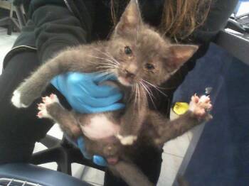 Domestic Short Hair Cats Available for Adoption in Charlotte, North Carolina - A1264175 | PetCurious
