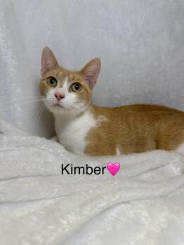 Rescue Tabby Cats for Adoption in Cleveland, Ohio - Kimber | PetCurious