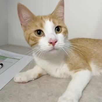 Nico (& Lucky) -  Domestic Short Hair Cat for Adoption in Minneapolis, Minnesota - Nico (& Lucky) | PetCurious