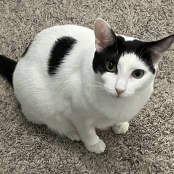 Rescue Domestic Short Hair Cats for Adoption in Temecula, California - Kona | PetCurious