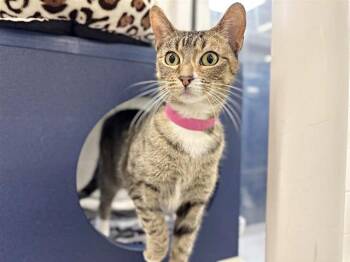 Domestic Medium Hair Cats Available for Adoption - ZIGGI | PetCurious