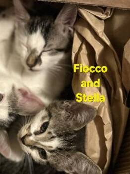 Rescue Domestic Short Hair Cats for Adoption - Fiocco And Stella | PetCurious