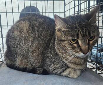 Domestic Short Hair Cats Available for Adoption in Fort Lauderdale, Florida - A2475086 | PetCurious