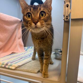 Domestic Short Hair Cats Available for Adoption in Pittsburgh, Pennsylvania - Blossom | PetCurious