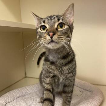 Joe -  Domestic Short Hair Cat for Adoption in Dayton, Ohio - Joe | PetCurious