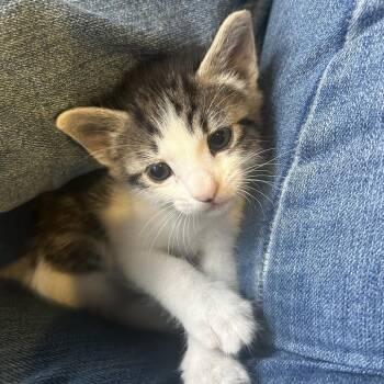 Blazer -  Domestic Short Hair Cat for Adoption in Hemet, California - Blazer | PetCurious