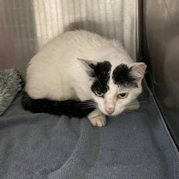 Misty -  Domestic Short Hair Cat for Adoption in Port Charlotte, Florida - Misty | PetCurious