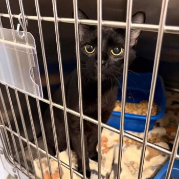 Tiramisu -  Domestic Short Hair Cat for Adoption in Franklin, North Carolina - Tiramisu | PetCurious